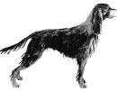 gordonsetter