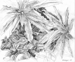 willowherb9