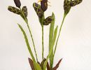 carex saxatilis