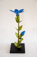 gentiana nivalis