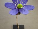 hepatica