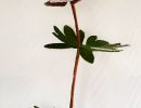 ranunculus glacialis