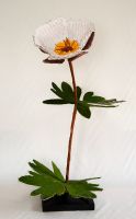 ranunculus glacialis