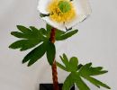 ranunculus glacialis old