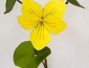 violace biflora