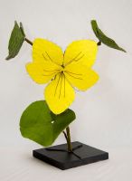 violace biflora